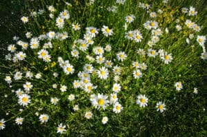 A field of white daisies with yellow centers sways among the green grass and small yellow flowers under bright sunlight, showcasing a serene scene while also highlighting some common weeds familiar to Tarrant County.