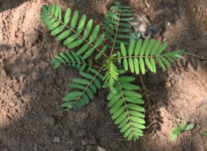 A young plant with green, pinnate leaves grows in brown soil, standing out amid the common weeds often found in Tarrant County, TX.