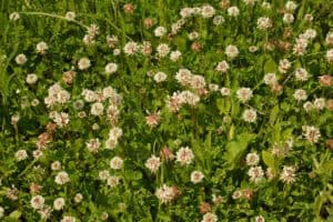 A field of white and pink clover flowers, often mistaken for weeds, is surrounded by lush green leaves.