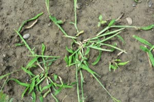 A green weed with long, narrow leaves grows on the dry, cracked soil, a perfect specimen for TX Pest Identification's guide to Common Tarrant County weeds.