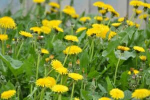 A field of yellow dandelions, often considered weeds in Tarrant County, TX, stands in full bloom with lush green leaves.