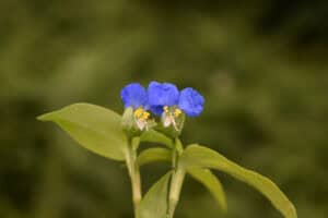 Two vivid blue flowers with yellow stamens adorn green stems, set against a blurred backdrop. These blossoms are often spotted among the common weeds of Tarrant County, providing a touch of vibrant color amidst the greenery.