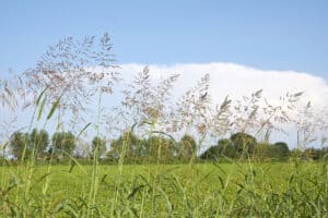 Tall grass and wild plants, including some common Tarrant County, TX weeds, sway in a field under a clear blue sky, with a line of trees visible in the distance.