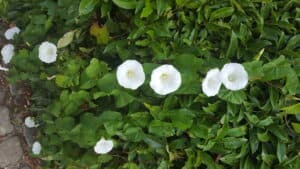 White morning glory flowers with green leaves weave along the stone path, resembling weeds in a picturesque scene reminiscent of common Tarrant County, TX landscapes.