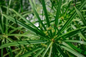 Close-up of green spiky leaves with a small cluster of yellowish flowers in the center, often seen among common weeds in Tarrant County, TX.