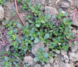 Close-up view of green purslane weeds with small leaves growing in cracked, dry soil—a common sight in Tarrant County, TX pest identification.