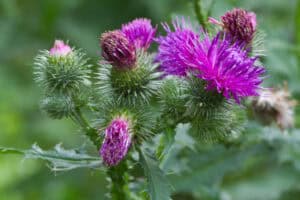 Close-up of thistle plants, common weeds in Tarrant County, featuring spiky green leaves and bright purple flowers in bloom.