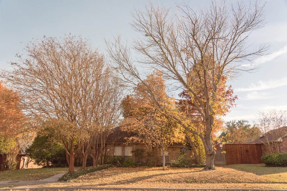 A suburban house is nestled amid trees whose autumn leaves blanket the ground. In the background, a wooden fence stands under a clear sky, hinting at a recently successful dormant oil application spray to maintain its lush surroundings.