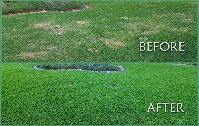 Side-by-side comparison: the top image shows patchy grass labeled "Before," while the bottom, from Trees Hurt Too Inc., Pest Control Tarrant County, TX, displays dense, healthy green grass labeled "After. Side-by-side comparison: the top image shows patchy grass labeled "Before," while the bottom, from Trees Hurt Too Inc., Pest Control Tarrant County, TX, displays dense, healthy green grass labeled "After.