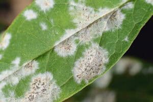 A green leaf with patches of white, powdery mildew fungus and some dark spots, showing signs of plant disease common in North Texas.