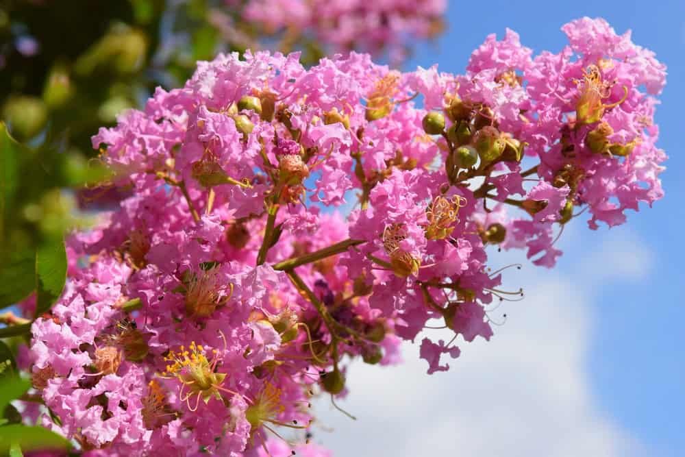 Close-up of vibrant pink crepe myrtle flowers in bloom against a blue sky with clouds—a beautiful highlight of North Texas shrub care and expert landscaping.