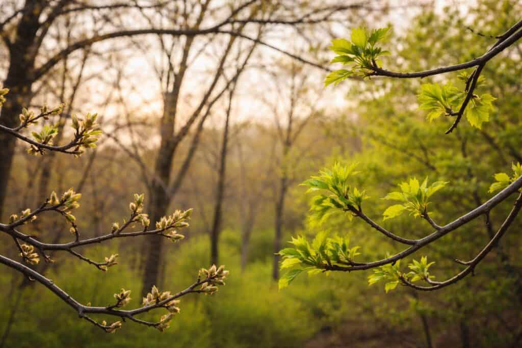 Tree branches with budding leaves and flowers in the foreground, set against a soft-focus background of lush trees and greenery—perfect inspiration for your seasonal lawn care schedule.