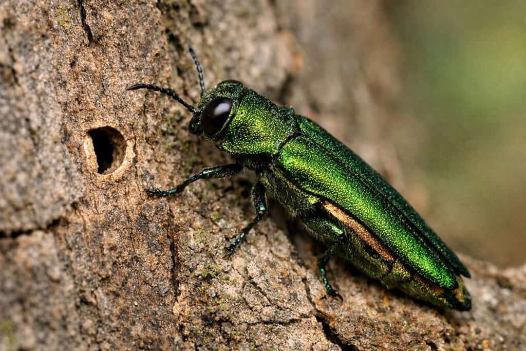 A metallic green beetle, a sign of Tree Borers, is perched on the rough surface of tree bark next to a small round hole—early detection is crucial for protecting Texas trees.