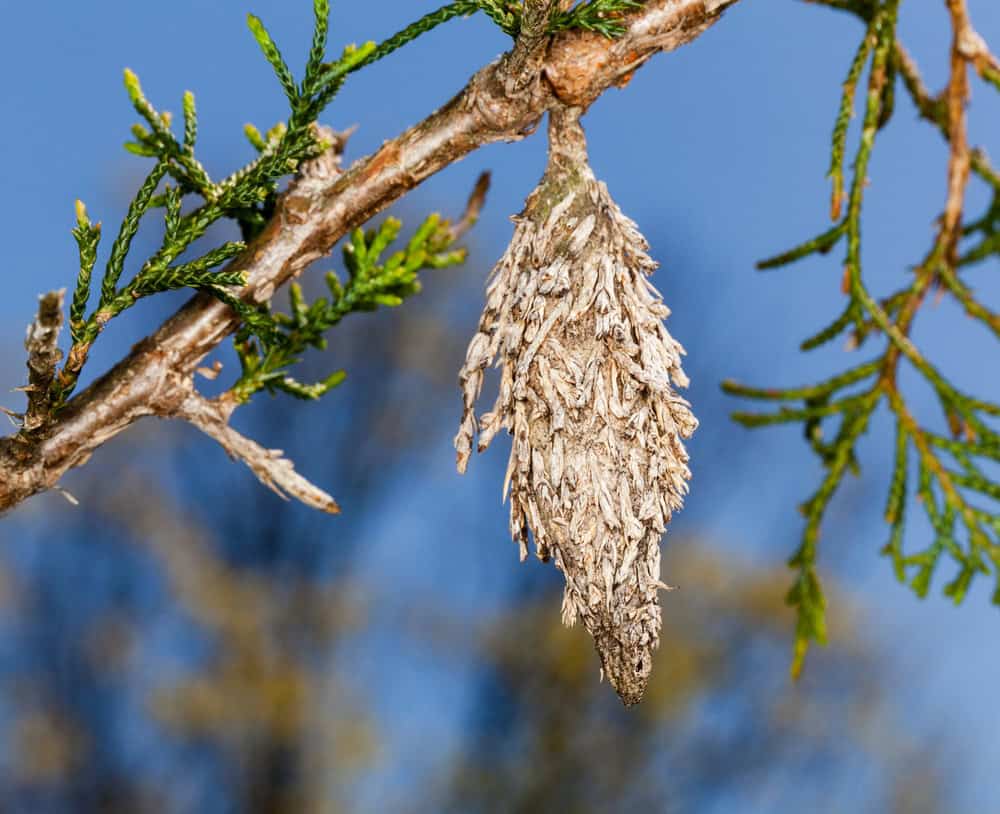 A close-up of a bagworm cocoon made of plant debris hanging from a branch of a green-leaved shrub against a blue sky background, common in North Texas and often featured in May guide articles on local insects.