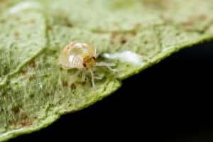 Close-up of a pale, translucent insect with red eyes and six legs on a green leaf surface, ideal for use in your next blog post template.