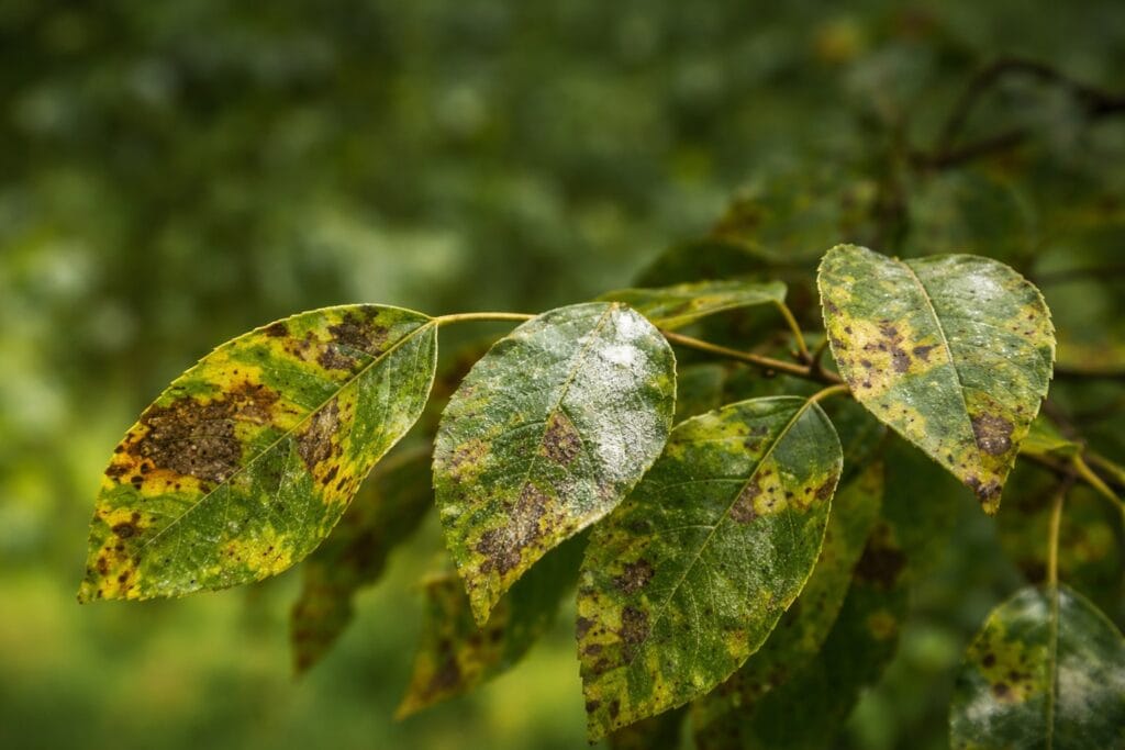 Several green leaves with yellow and brown spots, showing signs of tree fungus DFW or disease, are pictured against a blurred green background.