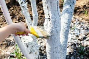 A person uses a paintbrush to apply white paint or protective coating to tree trunks in a garden—perfect inspiration for your next blog post or as a template for outdoor DIY projects.